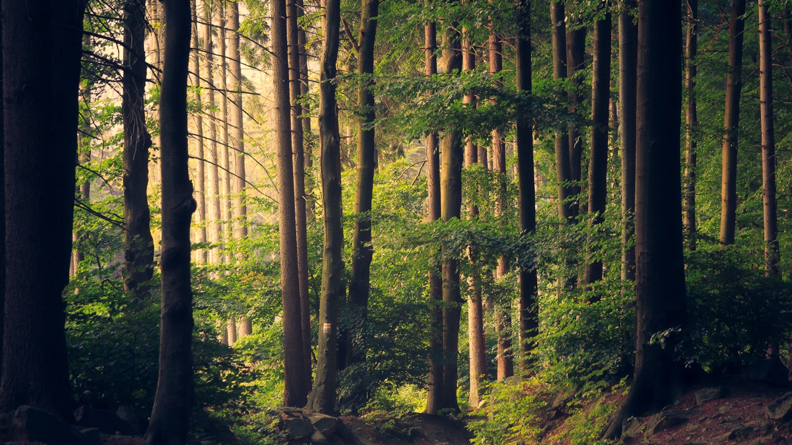 A quiet path winding uphill through tall trees in soft daylight.