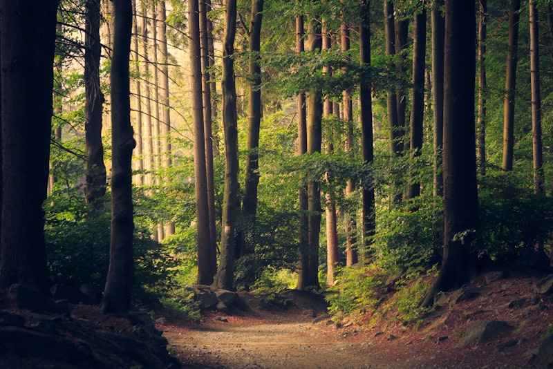 A quiet path winding uphill through tall trees in soft daylight.